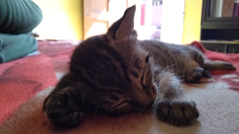My Cute Male Cat Sleeping With Me On My Bed 😍😻