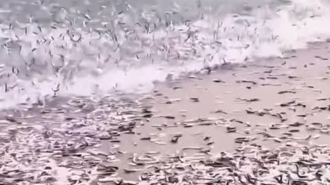 China has started the mass production of fishes.