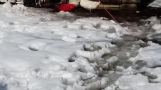 Ducks in the snow and some hens are thinking about it