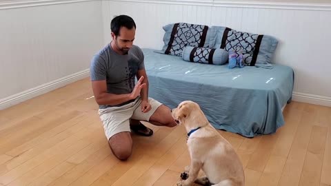 How to Train your Labarador Dog or Puppy lab at home. Pet dog training at home