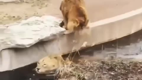 New two lions funny😂