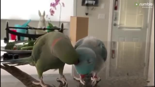 CUTE AND TALENTED PARROTS