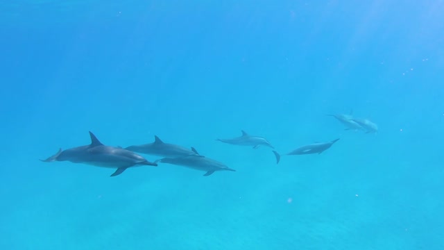 Dolphin fish swimming underwater in herd 8