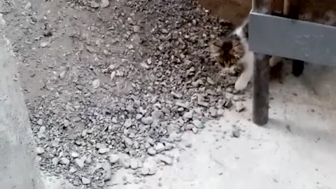 Cute kittens playing with each other.