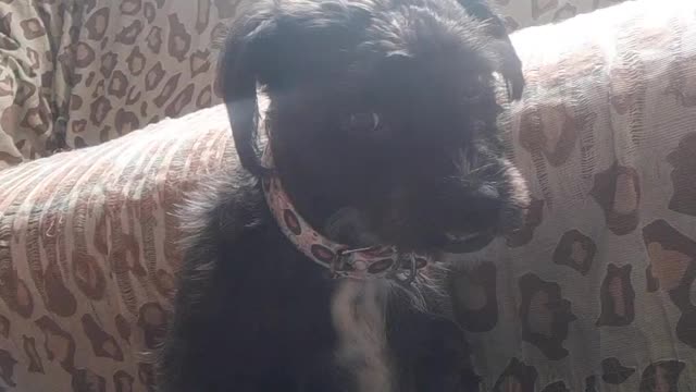 cutest bitch my God