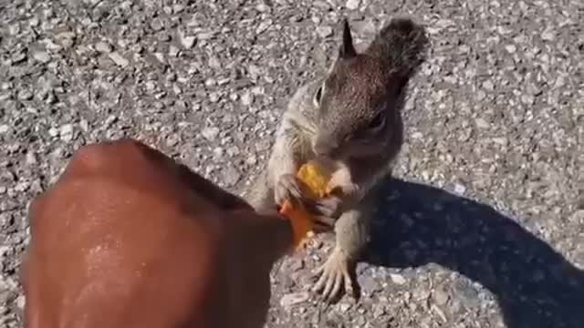 Squirrel eating for 🐿