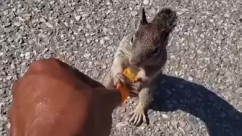 Squirrel eating for 🐿