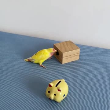 A self-disciplined parrot