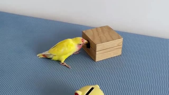 A self-disciplined parrot