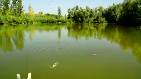 Beautiful Garden Nature And Wild Animals