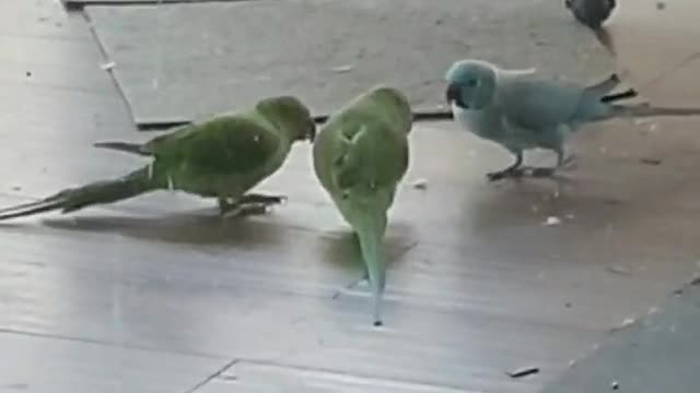 Parrot referees tug-of-war match between two other parrots