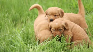 Patsy's Puppies Enjoying Some Outdoor Playtime