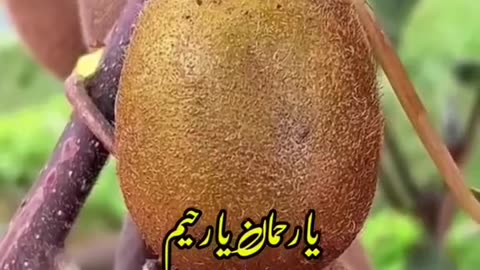 Farman nabi