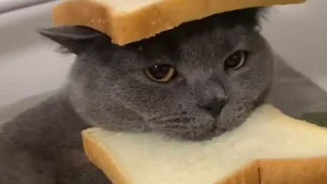 Cute and Funny Cat Videos Compilation - PART 82