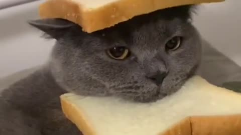 Cute and Funny Cat Videos Compilation - PART 82