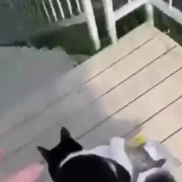 Hungry Kitten Gets Its Food And Runs Away