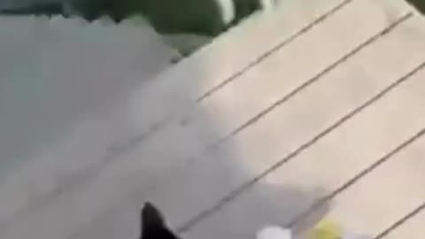 Hungry Kitten Gets Its Food And Runs Away