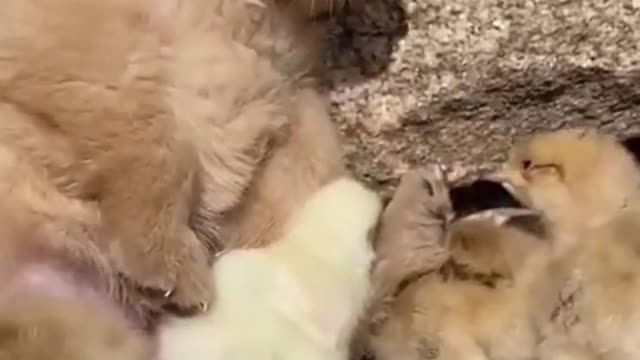 Cute Puppy Got furry friends