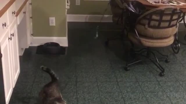 Gray cat with balloon tied to its tail