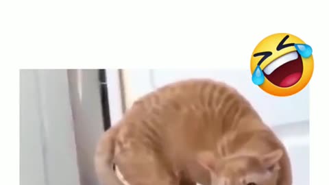 Funny Videos 2022 😂 - #148