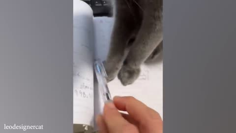 funny cat videos memes