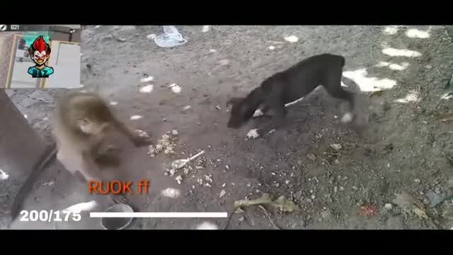 funny video