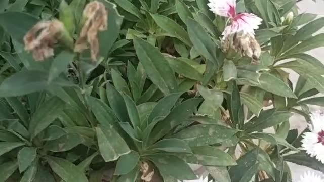 withered flowers