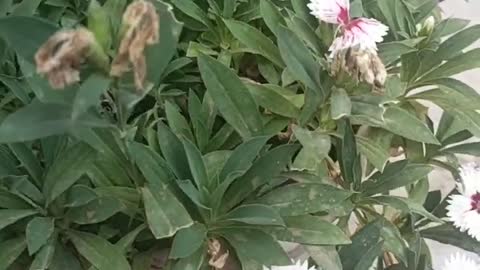 withered flowers