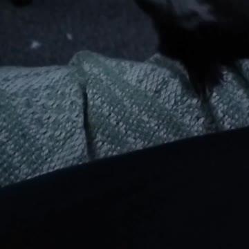 New ferret his name is Shadow 😍