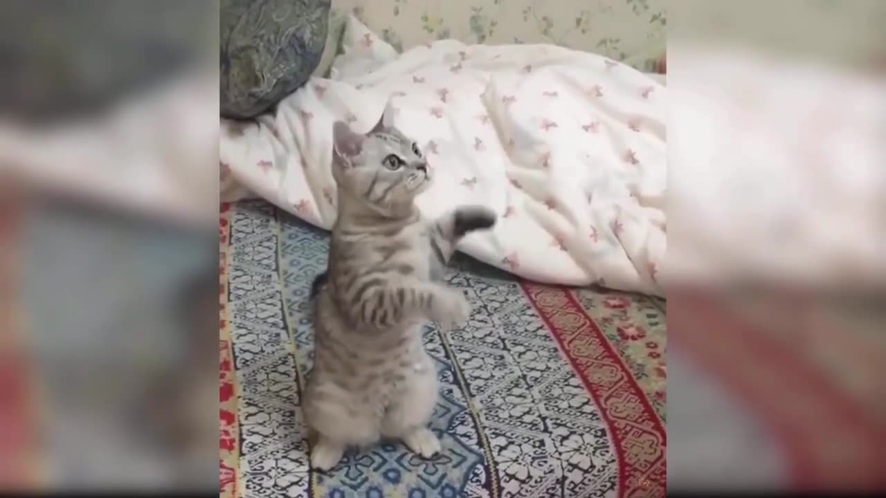 The Cutest Cat Videos: The Funniest Funny Cat Videos