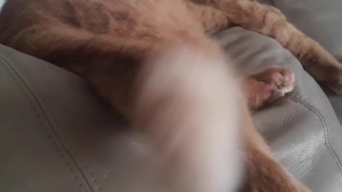 The lions tail never sleeps