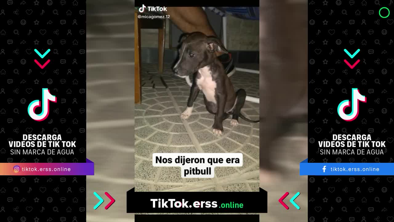 Como debió ser mi perro VS como es ahora.