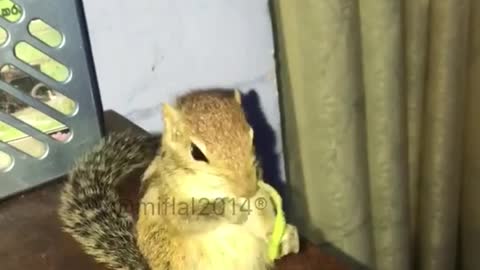 Squirrel eating green stick