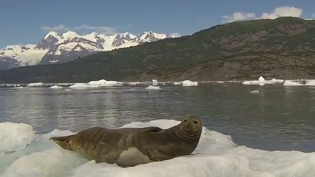 How seal react ?When we disturbed a resting seal