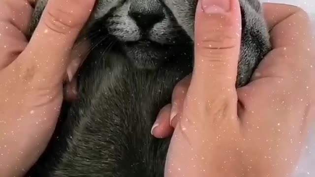 Beautiful cat