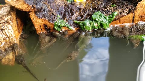 Tadpoles in Slo-Mo seem to grow by the hour