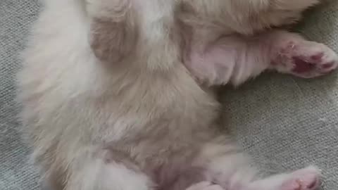 Funny cats video