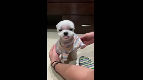 Compilation of adorable Pets