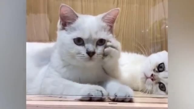 Best funny videos on cats and rats with full of entertainment and action