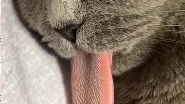 Cute and Funny Cat Videos to Make you happy