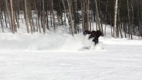 Snowboarder Meets a Moose