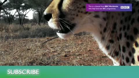 Bat-eating Snakes of Mexico! | Deadly 60 | Series 3 | BBC