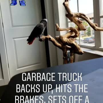 Parrot imitates sound of garbage truck backing up into car