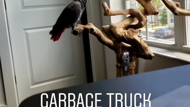 Parrot imitates sound of garbage truck backing up into car