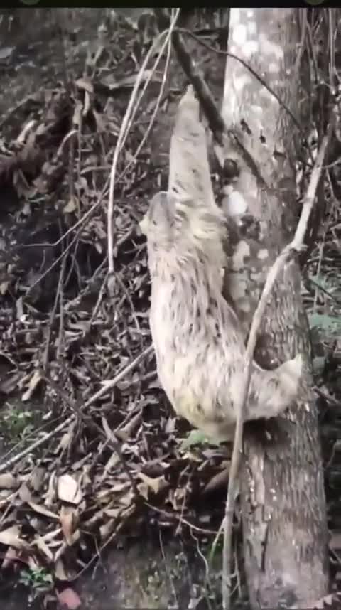 This man helps a sloth to cross the road and the sloth is so grateful