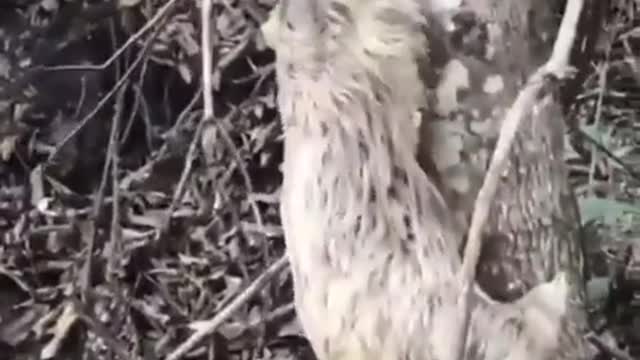 This man helps a sloth to cross the road and the sloth is so grateful