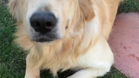 Squinty eyed golden retriever on grass