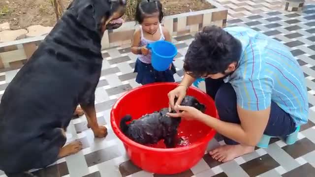 Dog funny video 😜😜😜😜