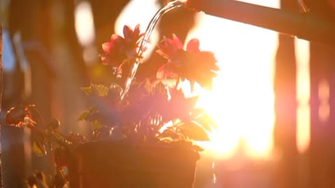 Flower Sunset Watering