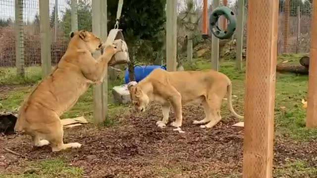 Tiger Playing Hanging From a Stick While Biting